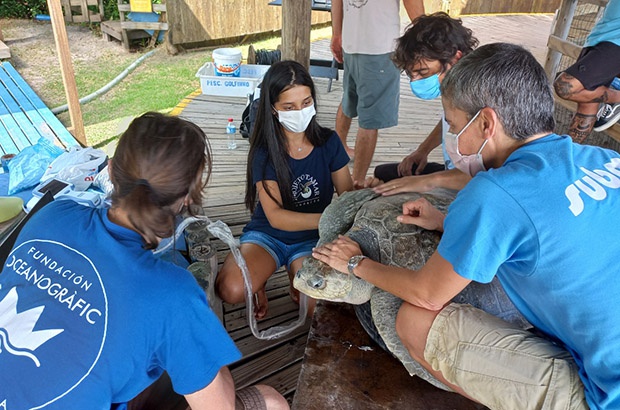Base de Florianópolis recebe workshop sobre embolia gasosa em tartarugas marinhas